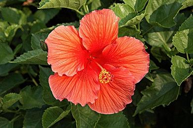 任天堂“拿下”《幻兽帕鲁》宝可梦Mod 作者称要谨慎行事